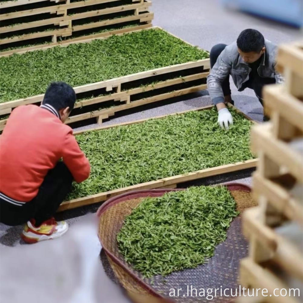 Green Tea Drying